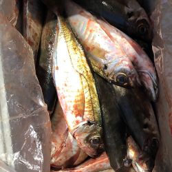 ヤザワ渡船 釣果