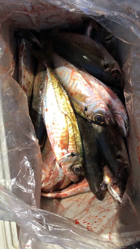 ヤザワ渡船 釣果