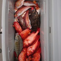 エンペラー 釣果