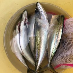 Ｖ−７ West 釣果