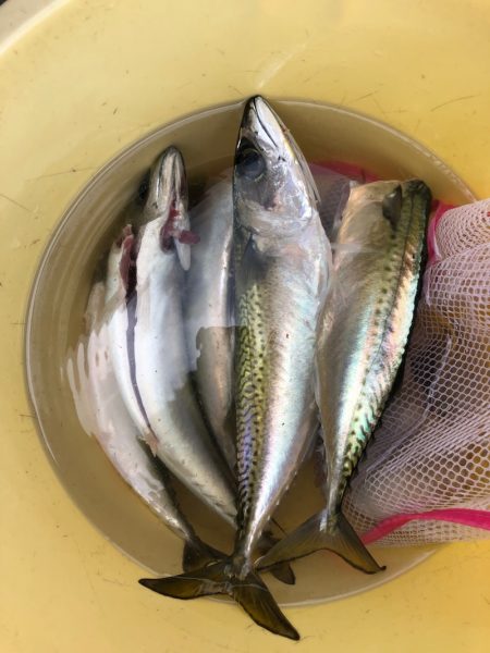 Ｖ−７ West 釣果