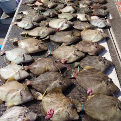 ブルースフィッシングサービス 釣果