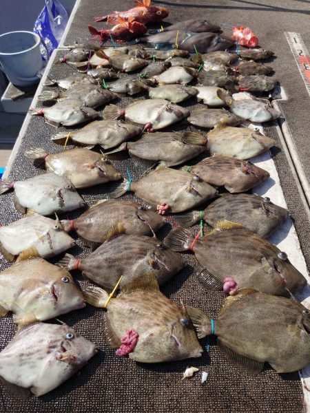 ブルースフィッシングサービス 釣果