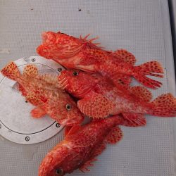 エンペラー 釣果