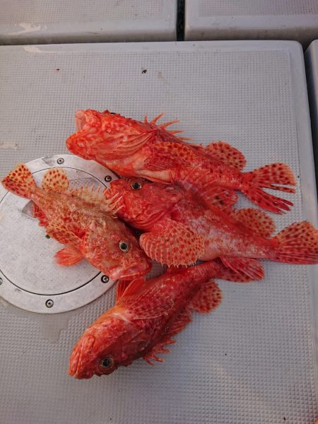 エンペラー 釣果