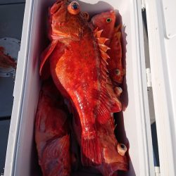 エンペラー 釣果