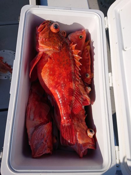 エンペラー 釣果