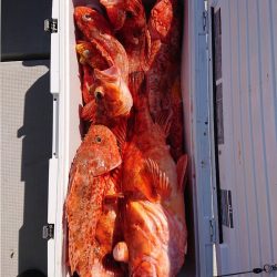 エンペラー 釣果