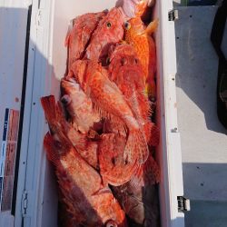 エンペラー 釣果