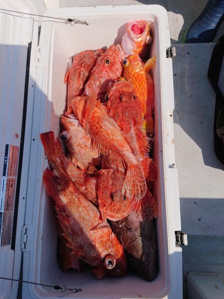 エンペラー 釣果