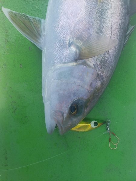 丸万釣船 釣果