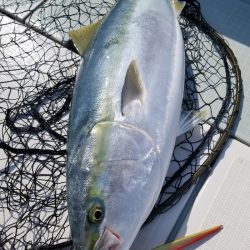 アマテラス 釣果