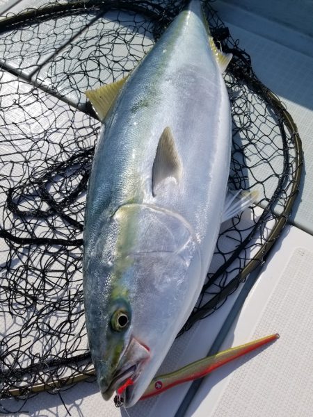 アマテラス 釣果