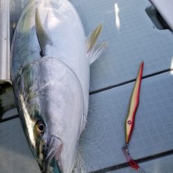 アマテラス 釣果