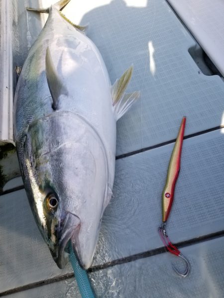 アマテラス 釣果