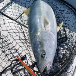 アマテラス 釣果