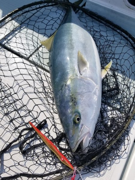 アマテラス 釣果