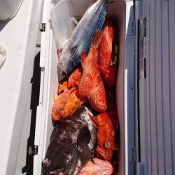 エンペラー 釣果