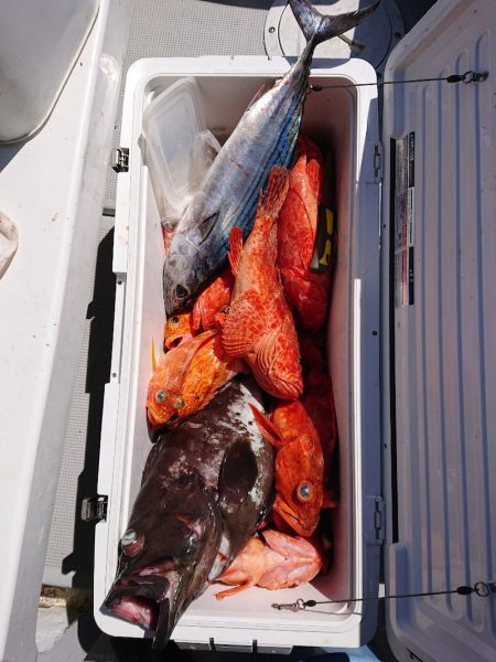 エンペラー 釣果