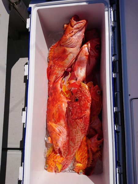 エンペラー 釣果