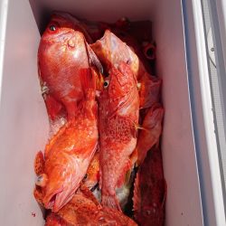 エンペラー 釣果