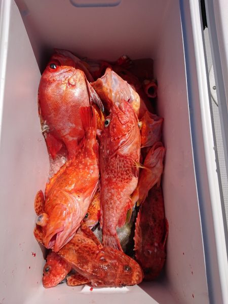 エンペラー 釣果