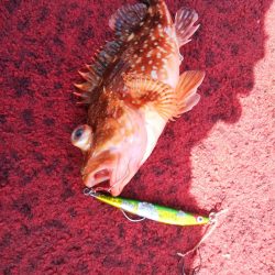 光生丸 釣果