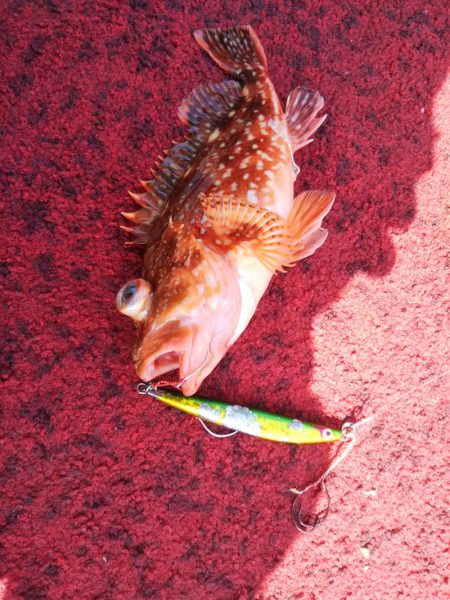 光生丸 釣果