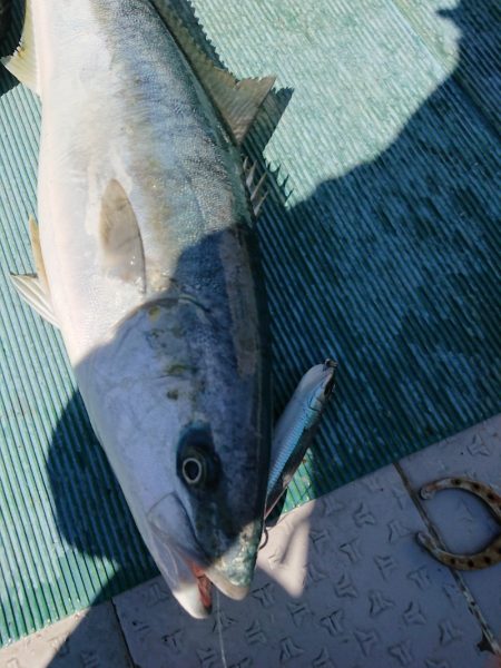 鷹王丸 釣果