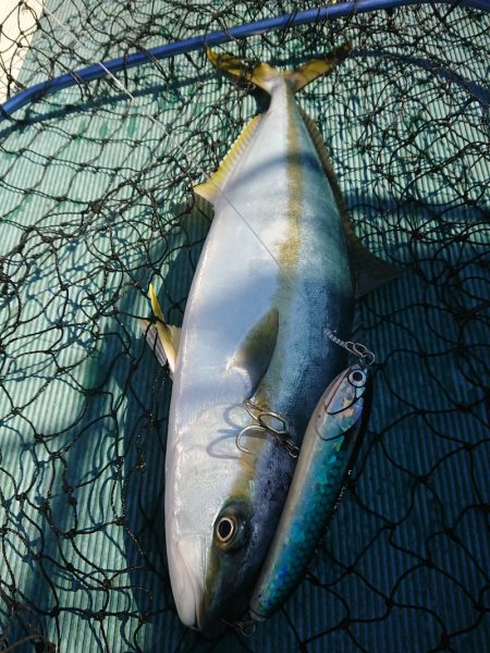 鷹王丸 釣果