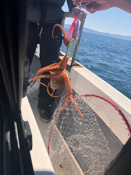 Ｖ−７ West 釣果