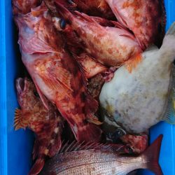 遊漁船　家入 釣果