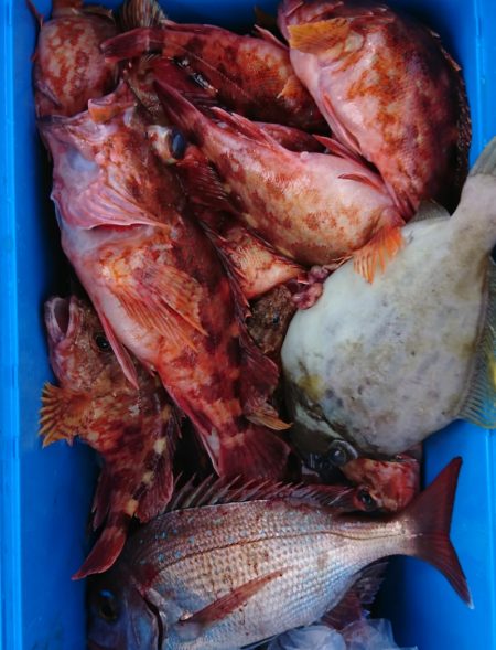 遊漁船　家入 釣果