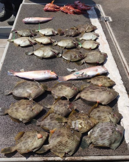 ブルースフィッシングサービス 釣果