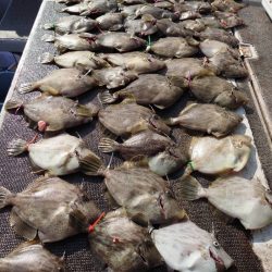 ブルースフィッシングサービス 釣果