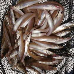 遊漁船　家入 釣果