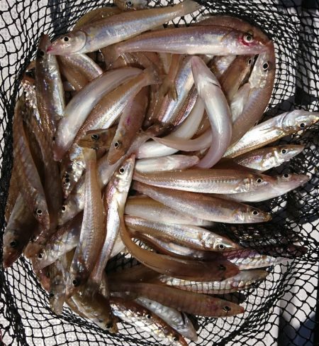 遊漁船　家入 釣果