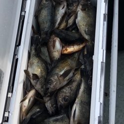 フィッシング キッタカ 釣果