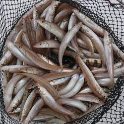 遊漁船 家入 釣果