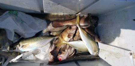 海龍丸（石川） 釣果