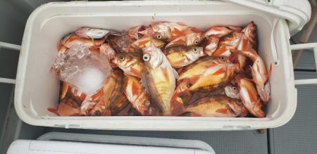 海龍丸（石川） 釣果