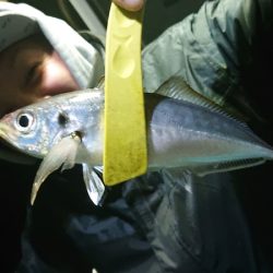 シースナイパー海龍 釣果