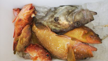 第二龍勢丸 釣果