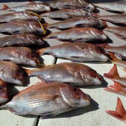 タイラバ遊漁船 ワンピース 釣果