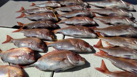 タイラバ遊漁船 ワンピース 釣果