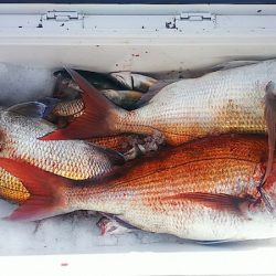 ブルドック 釣果