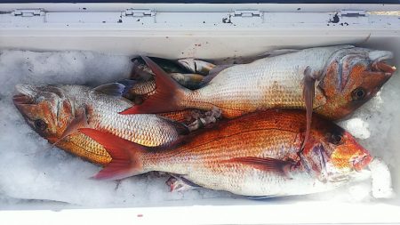 ブルドック 釣果