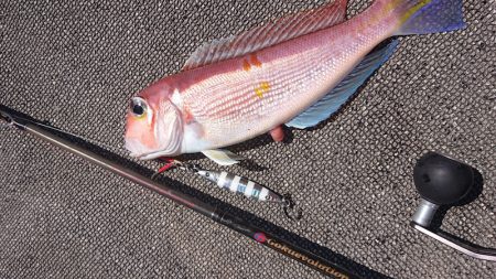 ARCADIAⅡ (アルカディアⅡ) 釣果