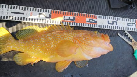 第二龍勢丸 釣果