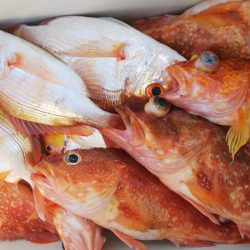 第二龍勢丸 釣果